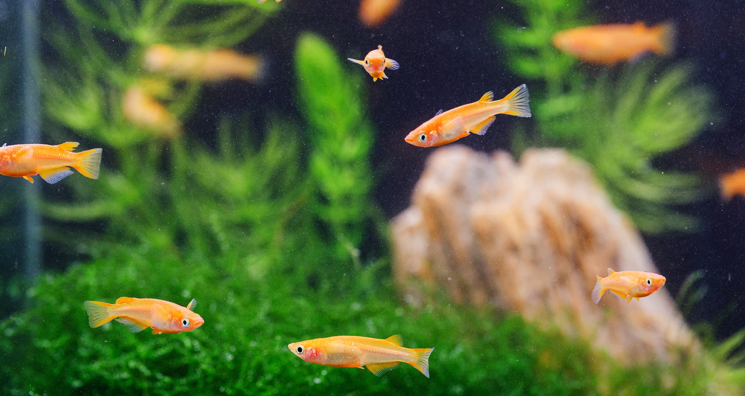 ���ܻ�ø����ȥ����������Ź ������ø���