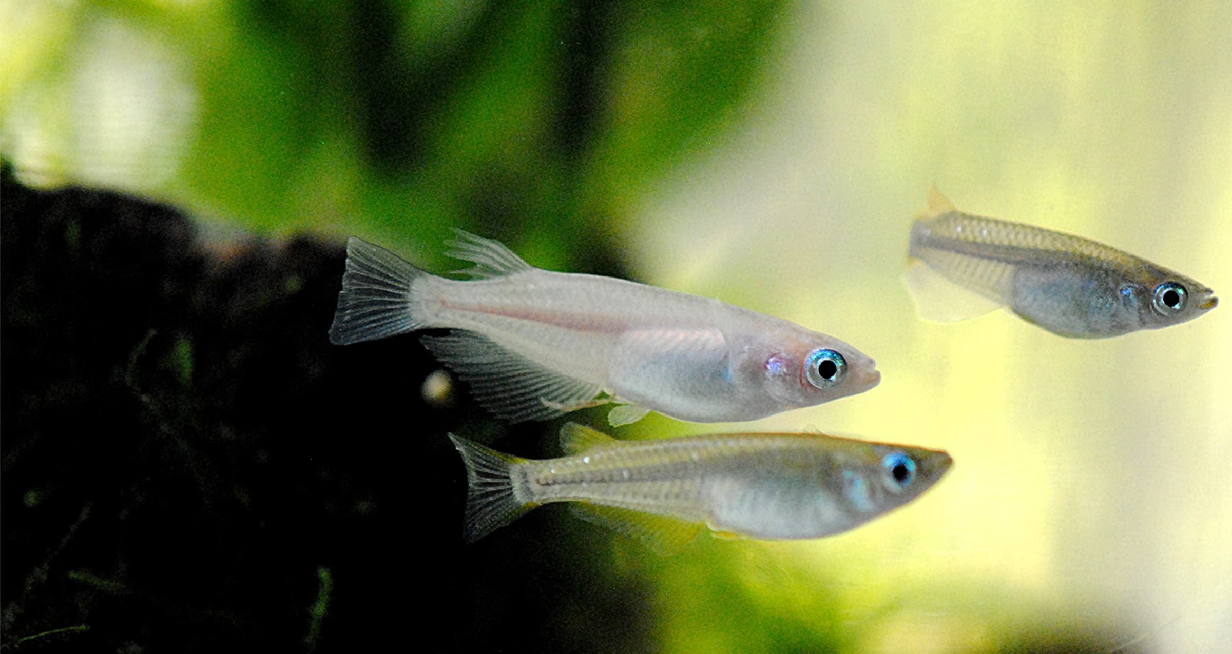 ���ܻ�ø����ȥ����������Ź ������ø���