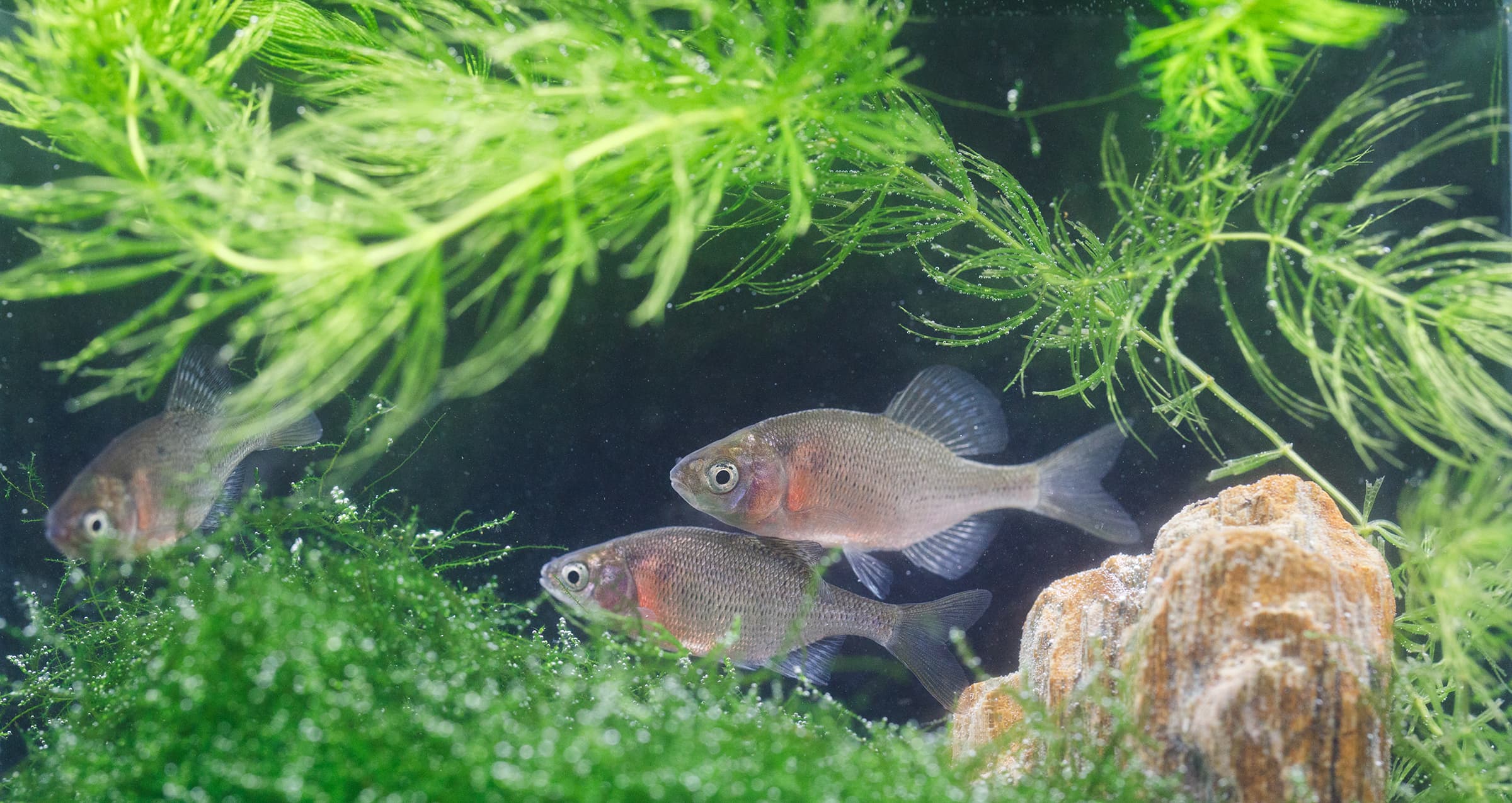 ���ܻ�ø����ȥ����������Ź ������ø���