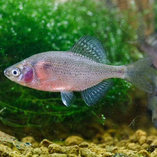 ���ʥ���