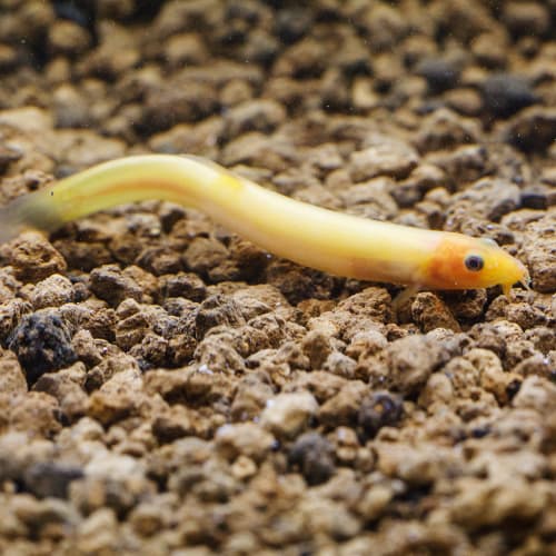 �ɥ��祦���ʥޥ���