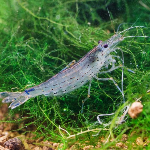 ���ӡ�����