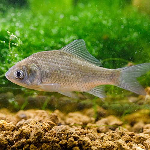 �������ե���