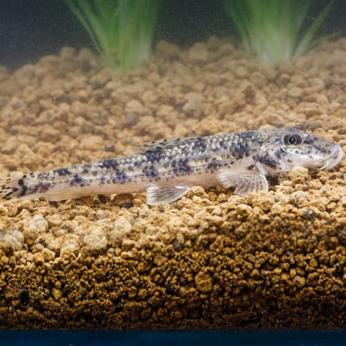 �ϥ�����ʪ��