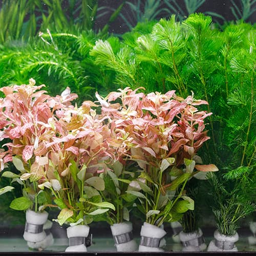 ����������¾